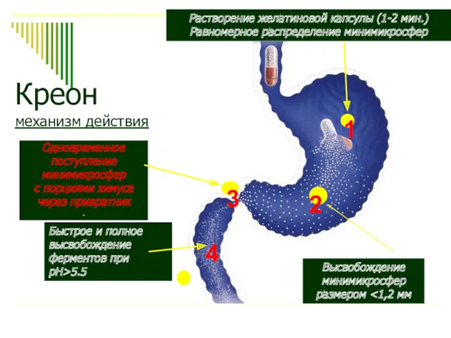 Креон механизм действия