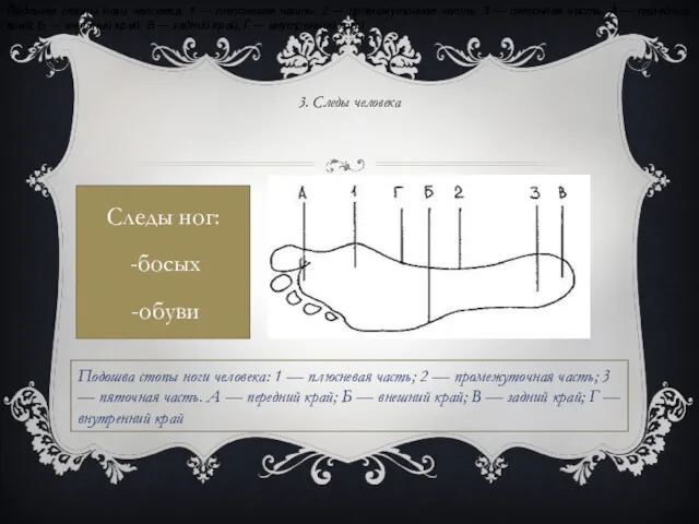 3. Следы человека Следы ног: босых обуви Подошва стопы ноги