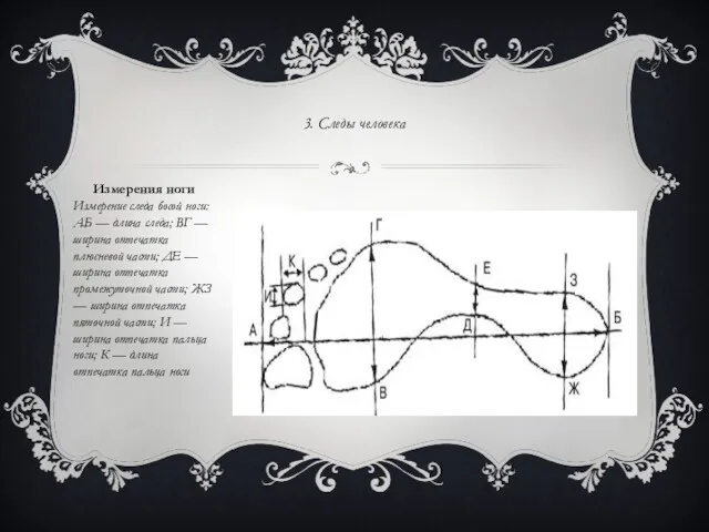 3. Следы человека Измерения ноги Измерение следа босой ноги: АБ