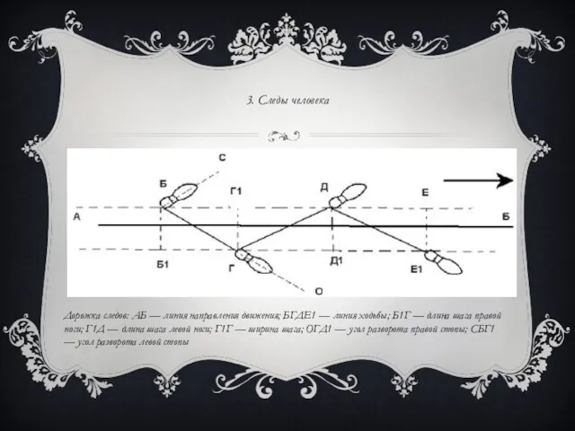 3. Следы человека Дорожка следов: АБ — линия направления движения;