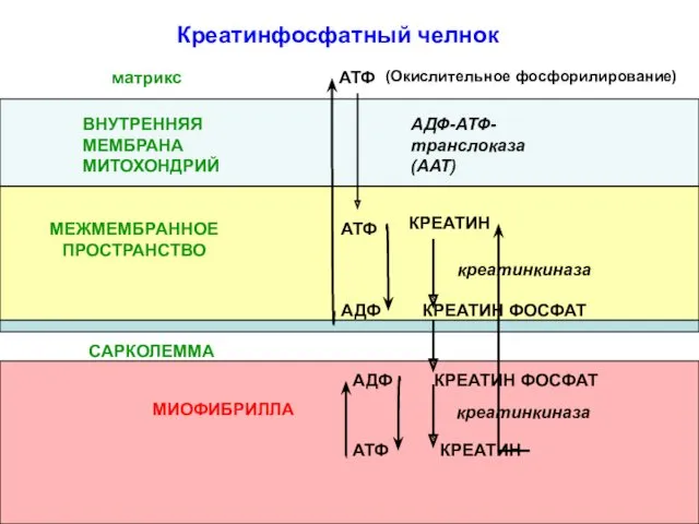 (Окислительное фосфорилирование) АТФ АДФ-АТФ-транслоказа(ААТ) ВНУТРЕННЯЯ МЕМБРАНА МИТОХОНДРИЙ КРЕАТИН КРЕАТИН ФОСФАТ