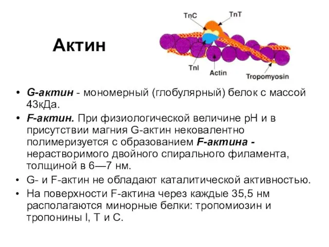 Актин G-актин - мономерный (глобулярный) белок с массой 43кДа. F-актин.