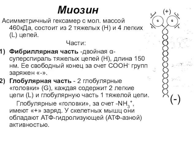 Миозин Асимметричный гексамер с мол. массой 460кДа, состоит из 2