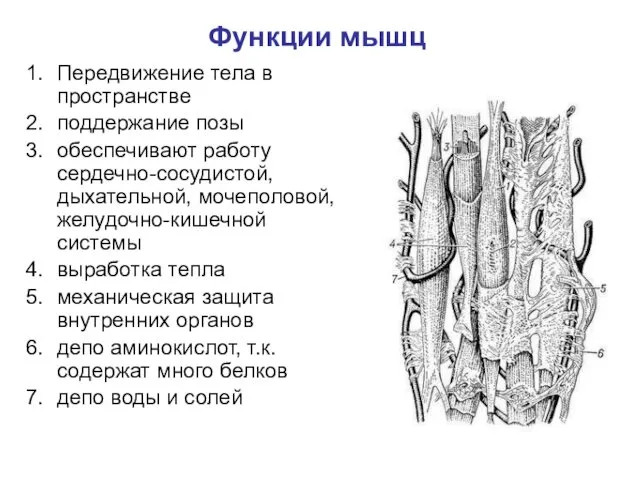 Функции мышц Передвижение тела в пространстве поддержание позы обеспечивают работу