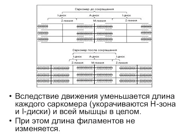 Вследствие движения уменьшается длина каждого саркомера (укорачиваются Н-зона и I-диски)