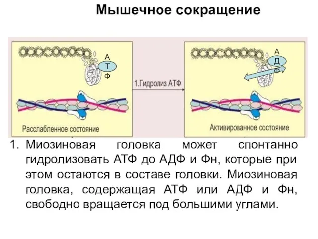 Миозиновая головка может спонтанно гидролизовать АТФ до АДФ и Фн,