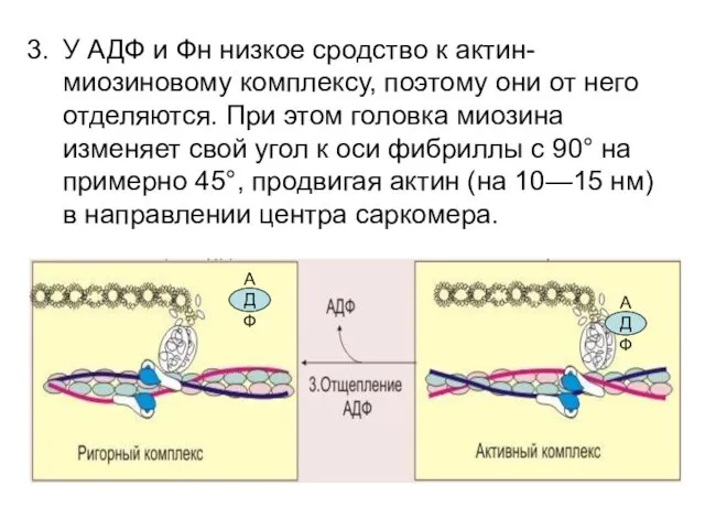 У АДФ и Фн низкое сродство к актин-миозиновому комплексу, поэтому