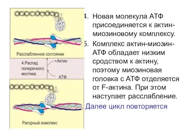 Новая молекула АТФ присоединяется к актин-миозиновому комплексу. Комплекс актин-миозин-АТФ обладает