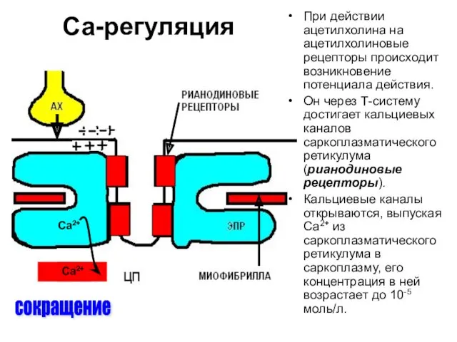 Са-регуляция сокращение При действии ацетилхолина на ацетилхолиновые рецепторы происходит возникновение