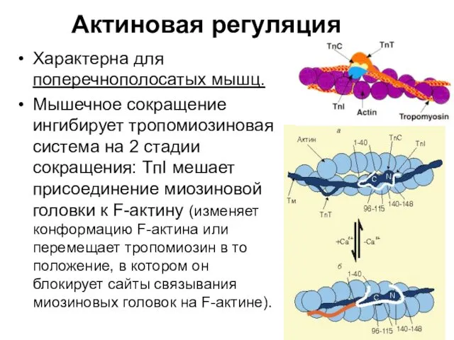 Актиновая регуляция Характерна для поперечнополосатых мышц. Мышечное сокращение ингибирует тропомиозиновая