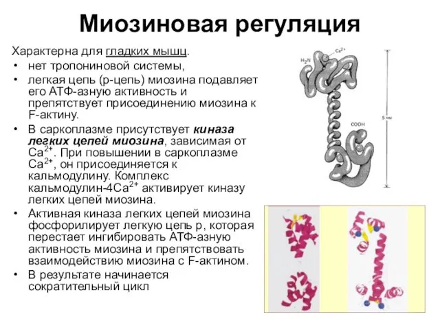 Миозиновая регуляция Характерна для гладких мышц. нет тропониновой системы, легкая