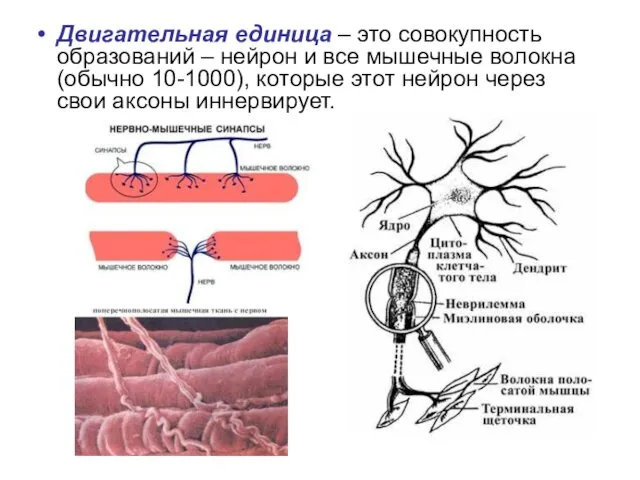 Двигательная единица – это совокупность образований – нейрон и все