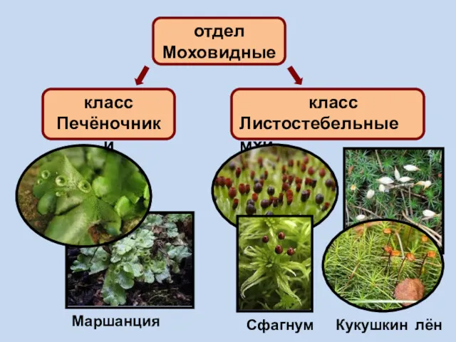 отдел Моховидные класс Печёночники класс Листостебельные мхи Маршанция Сфагнум Кукушкин лён