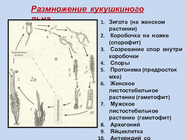 Размножение кукушкиного льна Зигота (на женском растении) Коробочка на ножке