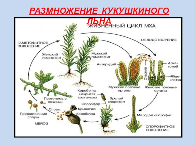 РАЗМНОЖЕНИЕ КУКУШКИНОГО ЛЬНА