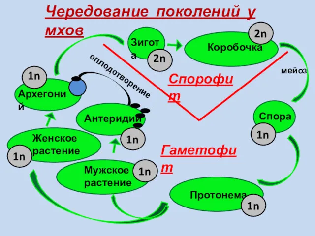 Чередование поколений у мхов Женское растение Мужское растение Архегоний Антеридий