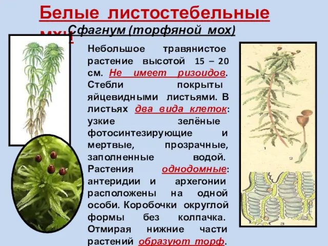 Белые листостебельные мхи Сфагнум (торфяной мох) Небольшое травянистое растение высотой