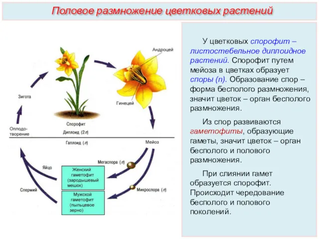 У цветковых спорофит – листостебельное диплоидное растений. Спорофит путем мейоза в цветках образует