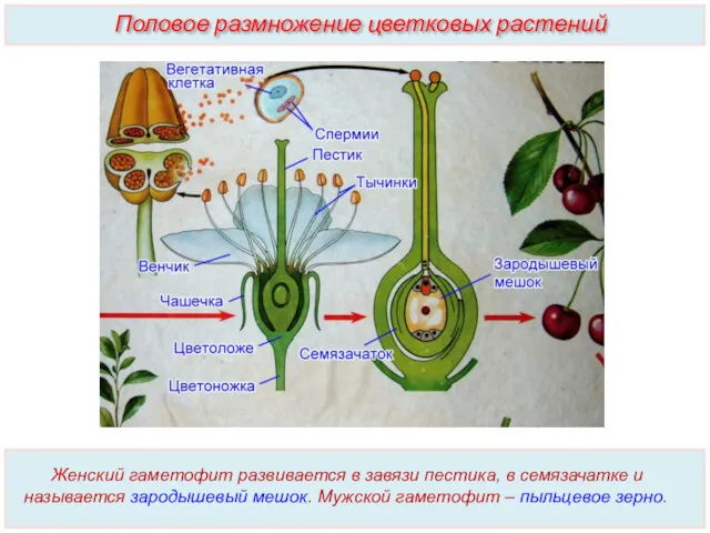 Женский гаметофит развивается в завязи пестика, в семязачатке и называется зародышевый мешок. Мужской