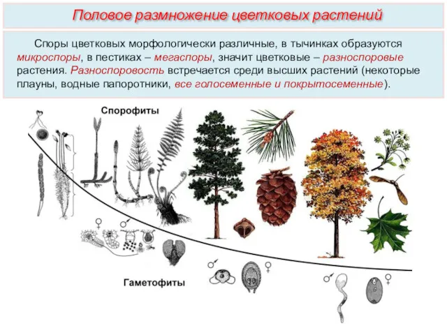 Споры цветковых морфологически различные, в тычинках образуются микроспоры, в пестиках – мегаспоры, значит