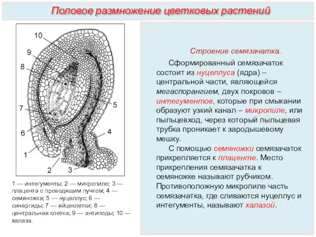 Строение семязачатка. Сформированный семязачаток состоит из нуцеллуса (ядра) – центральной части, являющейся мегаспорангием,