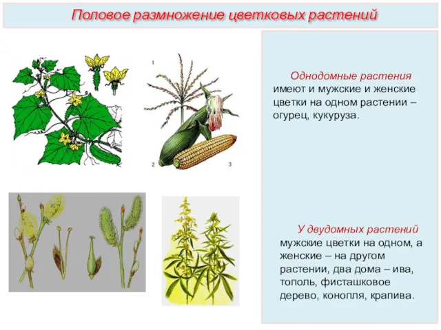 Однодомные растения имеют и мужские и женские цветки на одном растении – огурец,