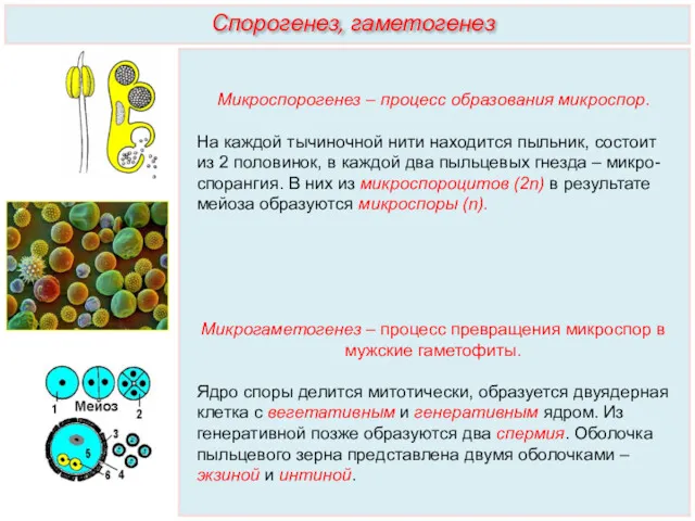 Микроспорогенез – процесс образования микроспор. На каждой тычиночной нити находится пыльник, состоит из