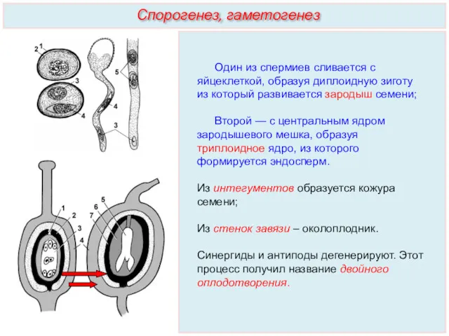 Один из спермиев сливается с яйцеклеткой, образуя диплоидную зиготу из который развивается зародыш