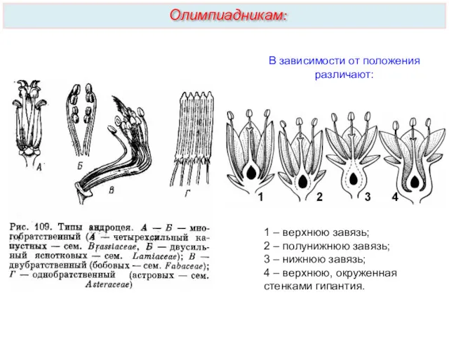 В зависимости от положения различают: 1 – верхнюю завязь; 2