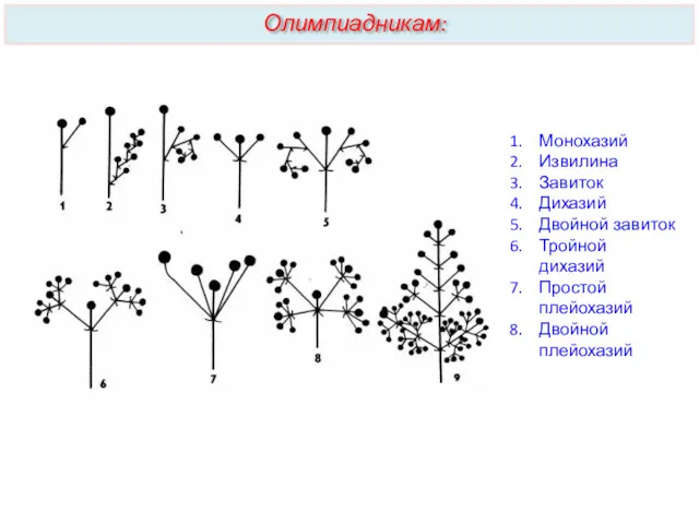 Монохазий Извилина Завиток Дихазий Двойной завиток Тройной дихазий Простой плейохазий Двойной плейохазий Олимпиадникам: