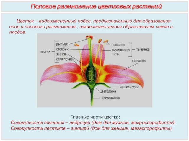 Цветок – видоизмененный побег, предназначенный для образования спор и полового размножения , заканчивающегося