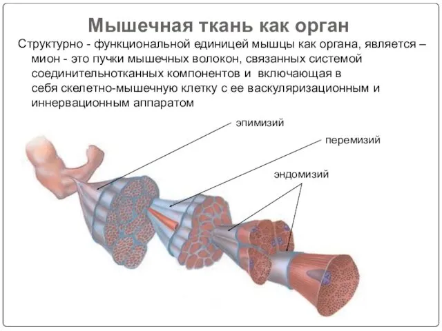 Структурно - функциональной единицей мышцы как органа, является – мион - это пучки