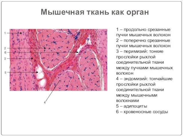 Мышечная ткань как орган 1 – продольно срезанные пучки мышечных волокон 2 –