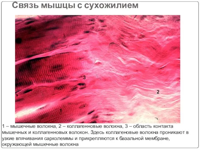 Связь мышцы с сухожилием 1 2 3 1 – мышечные волокна, 2 –