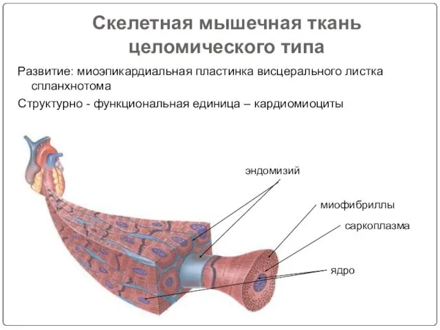 Скелетная мышечная ткань целомического типа Развитие: миоэпикардиальная пластинка висцерального листка спланхнотома Структурно -