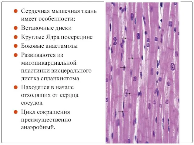 Сердечная мышечная ткань имеет особенности: Вставочные диски Круглые Ядра посередине