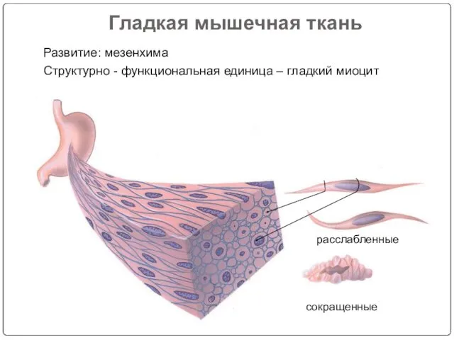 Гладкая мышечная ткань Развитие: мезенхима Структурно - функциональная единица – гладкий миоцит расслабленные сокращенные