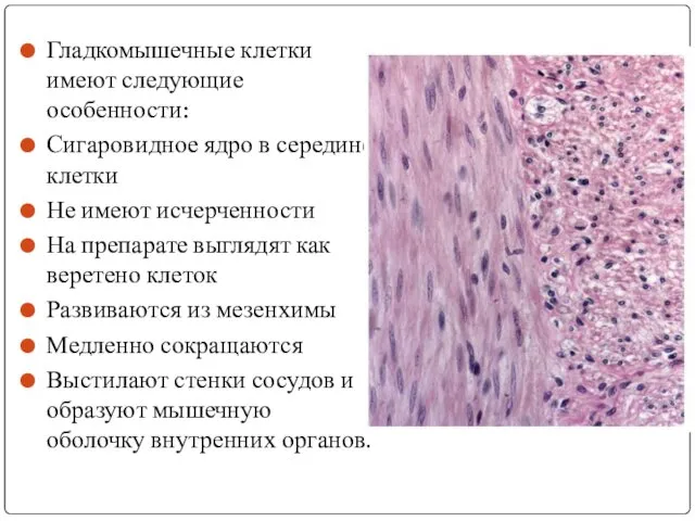 Гладкомышечные клетки имеют следующие особенности: Сигаровидное ядро в середине клетки Не имеют исчерченности