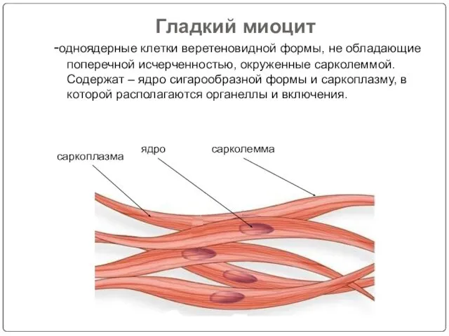 Гладкий миоцит -одноядерные клетки веретеновидной формы, не обладающие поперечной исчерченностью, окруженные сарколеммой. Содержат