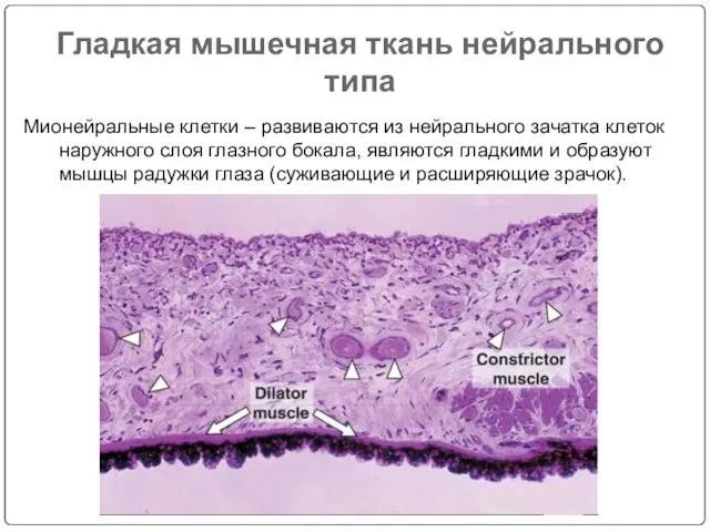 Гладкая мышечная ткань нейрального типа Мионейральные клетки – развиваются из нейрального зачатка клеток