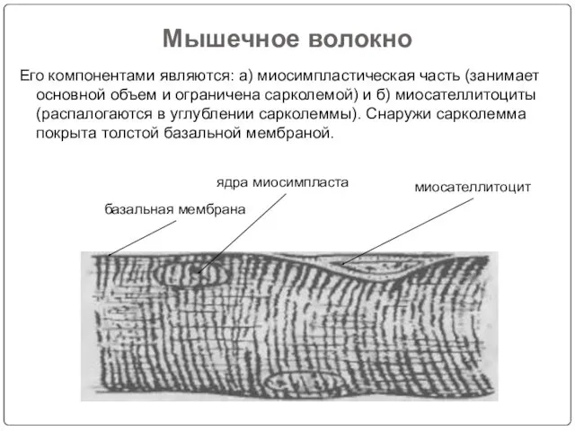 Мышечное волокно Его компонентами являются: а) миосимпластическая часть (занимает основной объем и ограничена