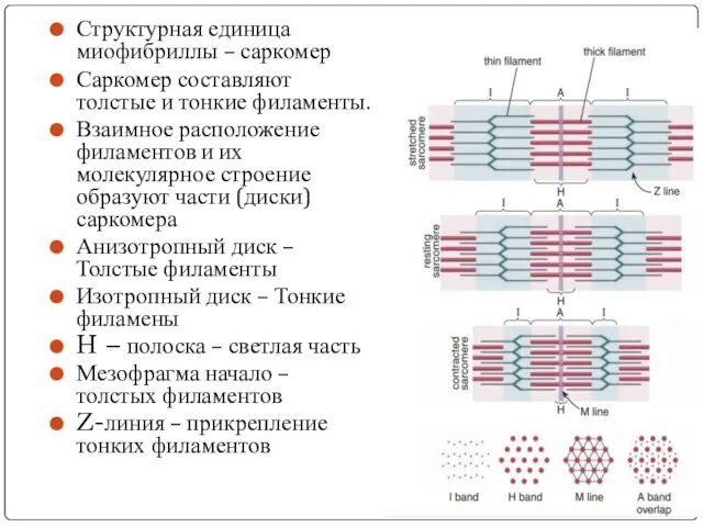 Структурная единица миофибриллы – саркомер Саркомер составляют толстые и тонкие филаменты. Взаимное расположение