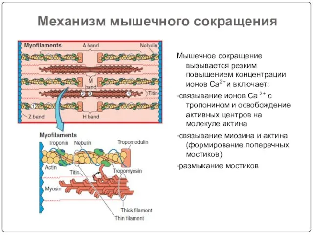 Механизм мышечного сокращения Мышечное сокращение вызывается резким повышением концентрации ионов Са2+ и включает: