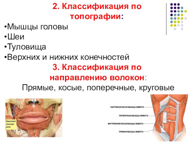 2. Классификация по топографии: Мышцы головы Шеи Туловища Верхних и