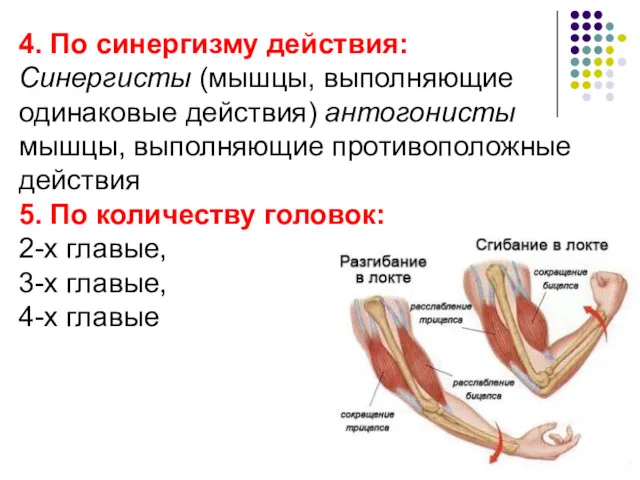 4. По синергизму действия: Синергисты (мышцы, выполняющие одинаковые действия) антогонисты