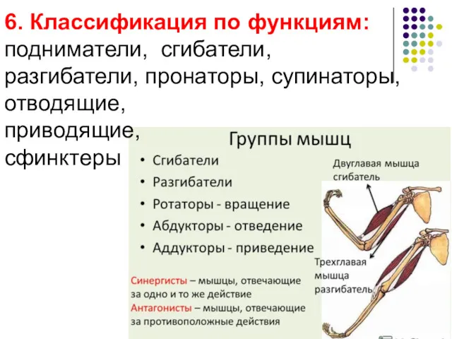 6. Классификация по функциям: подниматели, сгибатели, разгибатели, пронаторы, супинаторы, отводящие, приводящие, сфинктеры