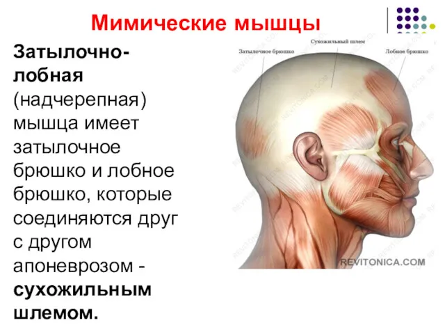 Мимические мышцы Затылочно-лобная (надчерепная) мышца имеет затылочное брюшко и лобное