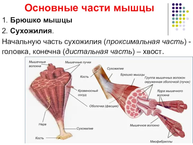 Основные части мышцы 1. Брюшко мышцы 2. Сухожилия. Начальную часть