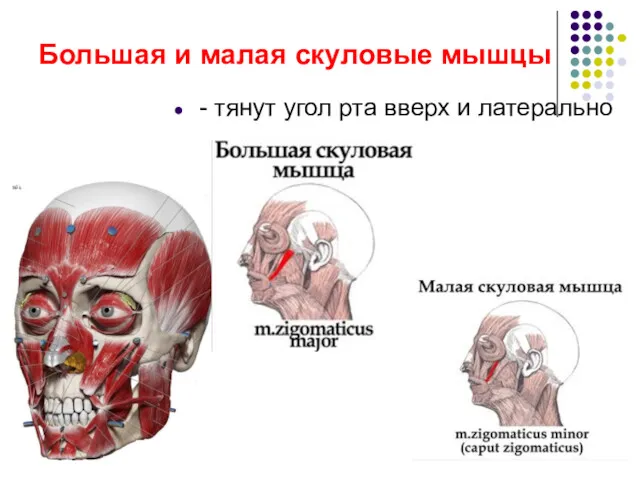 Большая и малая скуловые мышцы - тянут угол рта вверх и латерально