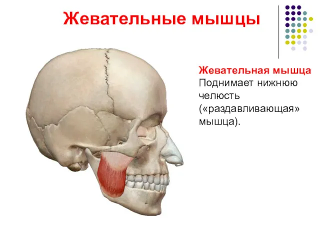Жевательные мышцы Жевательная мышца Поднимает нижнюю челюсть («раздавливающая» мышца).